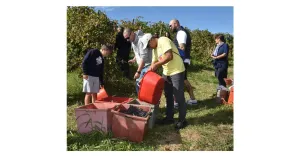 VENDEMMIAMO ASSIEME 2025 - Immagine: 3