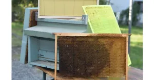 L'APE ... TORNA IN CUCINA 2022 - Immagine: 3