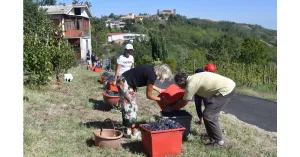 VENDEMMIAMO ASSIEME 2023 - Immagine: 2