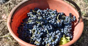 VENDEMMIAMO ASSIEME 2022 - Immagine: 2