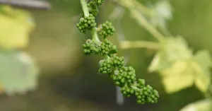 Vigneti - Immagine: 4