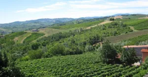 Vigneti - Immagine: 2