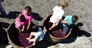 VENDEMMIAMO ASSIEME 2022 - Immagine: 3