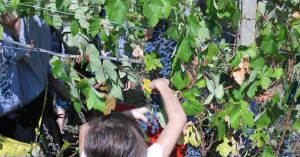 Vigneti aperti in vendemmia - Immagine: 1