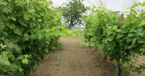 Vigneti - Immagine: 5