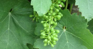 JULY - Image: 5