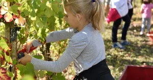 VENDEMMIAMO ASSIEME 2022 - Immagine: 1