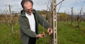 Vigneti - Immagine: 3