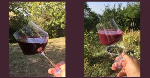 IL MOSTO DIVENTA VINO .... DEGUSTIAMOLI ENTRAMBI - Immagine: 1