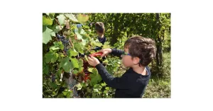 VENDEMMIAMO ASSIEME 2025 - Immagine: 2