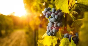 Vigneti - Immagine: 1